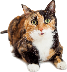 cat calico